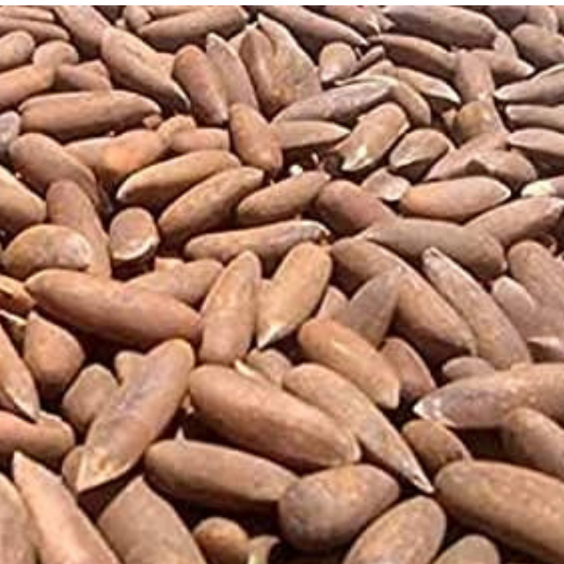 Chilgoza Pine Nuts with Shell