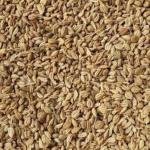 Organic Ajwain Seeds