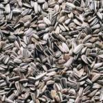 Organic Sunflower Seeds